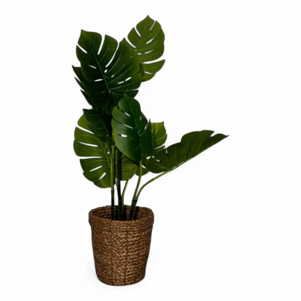Falsk pynteplante, bilde 2